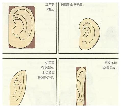 耳相學|十六种耳朵面相图文分析三六风水网